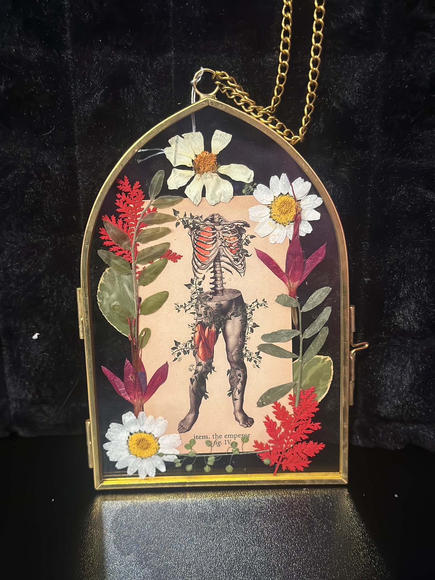 The Emperor - Antique Anatomy